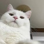 Iván Domínguez Avatar